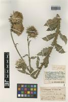 Holotype of Carduus pindicolus Hausskn. [family ASTERACEAE]