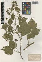 Isotype of Rubus lobatidens H. E. Weber & Stohr [family ROSACEAE]