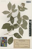 Syntype of Rubus platyacanthus Utsch ex P. Demandt [family ROSACEAE]