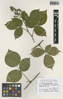 Paratype of Rubus exarmatus H. E. Weber & W. Jansen [family ROSACEAE]