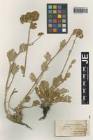 Isotype of Pyrethrum leucophyllum Boiss. & Hausskn. [family ASTERACEAE]