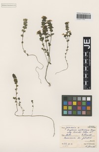 Original material of Euphrasia rostkoviana Hayne subspecies kreiselii Rothm. & U. Schneid. [family SCROPHULARIACEAE]