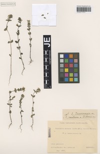 Holotype of Euphrasia javorinensis Sagorski [family SCROPHULARIACEAE]