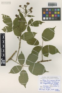 Isoneotype of Rubus thuringensis Metsch [family ROSACEAE]