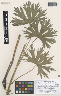 Type? of Aconitum fallacinum Błocki [family RANUNCULACEAE]