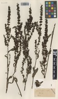 Syntype of Rumex sagorskii Hausskn. [family POLYGONACEAE]