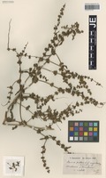 Syntype of Rumex pulcher L. forma macrodontus Hausskn. [family POLYGONACEAE]