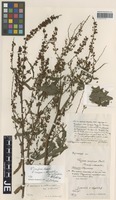 Lectotype of Rumex confinis Hausskn. [family POLYGONACEAE]