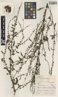 Syntype of Rumex ruhmeri Hausskn. [family POLYGONACEAE]