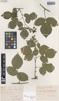 Original material of Rubus exarmatus H. E. Weber & W. Jansen [family ROSACEAE]