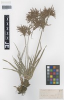 Syntype of Cyperus rotundus L. forma latimarginatus Kük. [family CYPERACEAE]