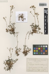 Isotype of Saxifraga valentina Willk. ex Hervier [family SAXIFRAGACEAE]