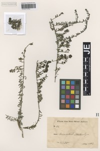 Isolectotype of Selago hoepfneri Rolfe [family SCROPHULARIACEAE]