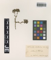 Type? of Valerianella stephanodon Coss. & Durieu [family VALERIANACEAE]