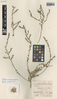 Holotype of Halothamnus kermanensis Kothe-Heinr. [family CHENOPODIACEAE]