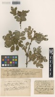 Original material of Rosa schemnitzensis Kmet ex Heinr. Braun [family ROSACEAE]