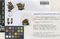 Isotype of Schistochila undulatifolia Piippo [family SCHISTOCHILACEAE]
