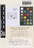 Isotype of Mahua enervis W. R. Buck [family HYPNACEAE]