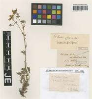 Isotype of Potentilla reuteri Boiss. [family ROSACEAE]