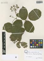 Syntype of Rubus pedemontanus Pinkw. [family ROSACEAE]