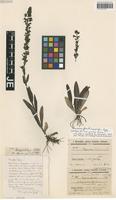 Holotype of Veronica kopgecidiensis Öztürk & M. A. Fisch. [family SCROPHULARIACEAE]
