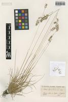 Isotype of Festuca djimilensis Boiss. & Balansa [family POACEAE]