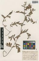 Isotype of Vicia amoena Fisch. ex Ser. _unranked angusta Freyn [family FABACEAE]