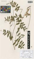 Syntype of Vicia amoena Fisch. ex Ser. _unranked elliptica Freyn [family FABACEAE]