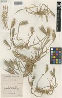 Syntype of Hordeum murinum L. variety pruinosum Hausskn. [family POACEAE]