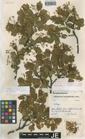 Neotype of Crataegus media Bechst. [family ROSACEAE]