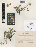 Syntype of Potentilla okensis Petunn. [family ROSACEAE]