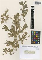 Isotype of Ononis viscosa L. subspecies sieberi (Besser ex DC.) Sirj. [family FABACEAE]