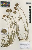 Original material of Anthyllis vulneraria L. variety pseudodillenii Sagorski [family FABACEAE]