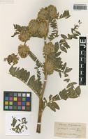 Syntype of Astragalus alopecuroides L. forma ispirensis Pamp. [family FABACEAE]