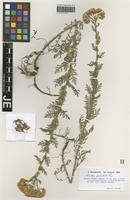Isotype of Achillea nobilis L. variety major Bässler [family ASTERACEAE]