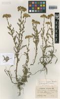 Holotype of Achillea tymphaea Hausskn. [family ASTERACEAE]