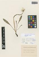 Isotype of Taraxacum geminidentatum Hudziok [family ASTERACEAE]