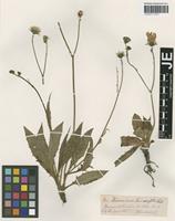 Original material of Hieracium clusii Dichtl [family ASTERACEAE]