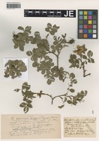 Type? of Rosa uriensis Lagger & Puget species addensis R. Keller [family ROSACEAE]