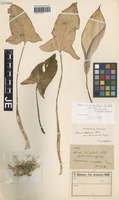Syntype of Arum italicum Mill. variety amoenum Engl. [family ARACEAE]