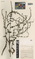 Syntype of Rumex pulcher L. variety microdon Hausskn. [family POLYGONACEAE]
