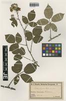 Syntype of Rubus elegans Utsch [family ROSACEAE]