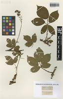 Type? of Rubus nitidus Weihe & Nees [family ROSACEAE]