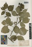Type? of Rubus leucophyllos G. Braun [family ROSACEAE]