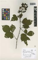 Paratype of Rubus marssonianus H. E. Weber [family ROSACEAE]