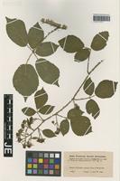 Type? of Rubus horridus Hartm. subspecies mitigatus A. A. W. Lund [family ROSACEAE]