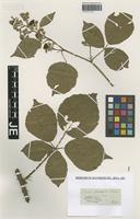 Type? of Rubus foliosus Weihe & Nees [family ROSACEAE]