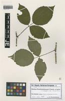 Isotype of Rubus prechtelsbaueri Utsch [family ROSACEAE]