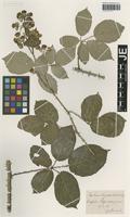 Syntype of Rubus elegans Utsch [family ROSACEAE]