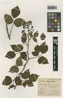 Syntype of Rubus rubiginosus Braeucker [family ROSACEAE]